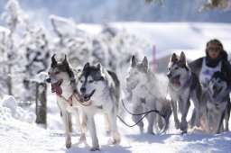 Lenk 2013